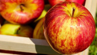 jablka apple-1589874 1280